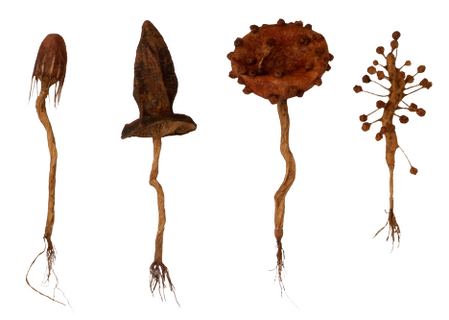 transparent picture of 4 mushrooms in reddish-brown tones